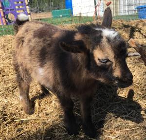 Emerald Gem Malcolm Reynolds