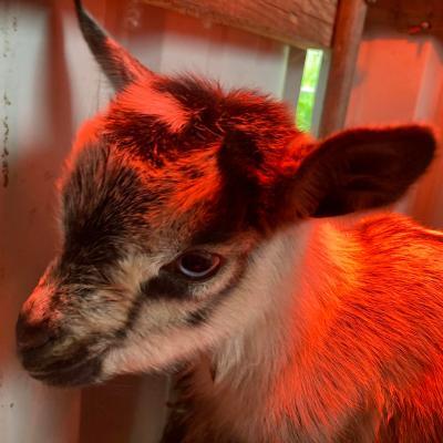 Gavella Heart of Gold