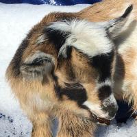 K2 - Unregistered Doeling