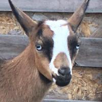 Gavella Nomi Sunrider