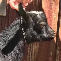 Flower Lion Farm AOI Toblerone