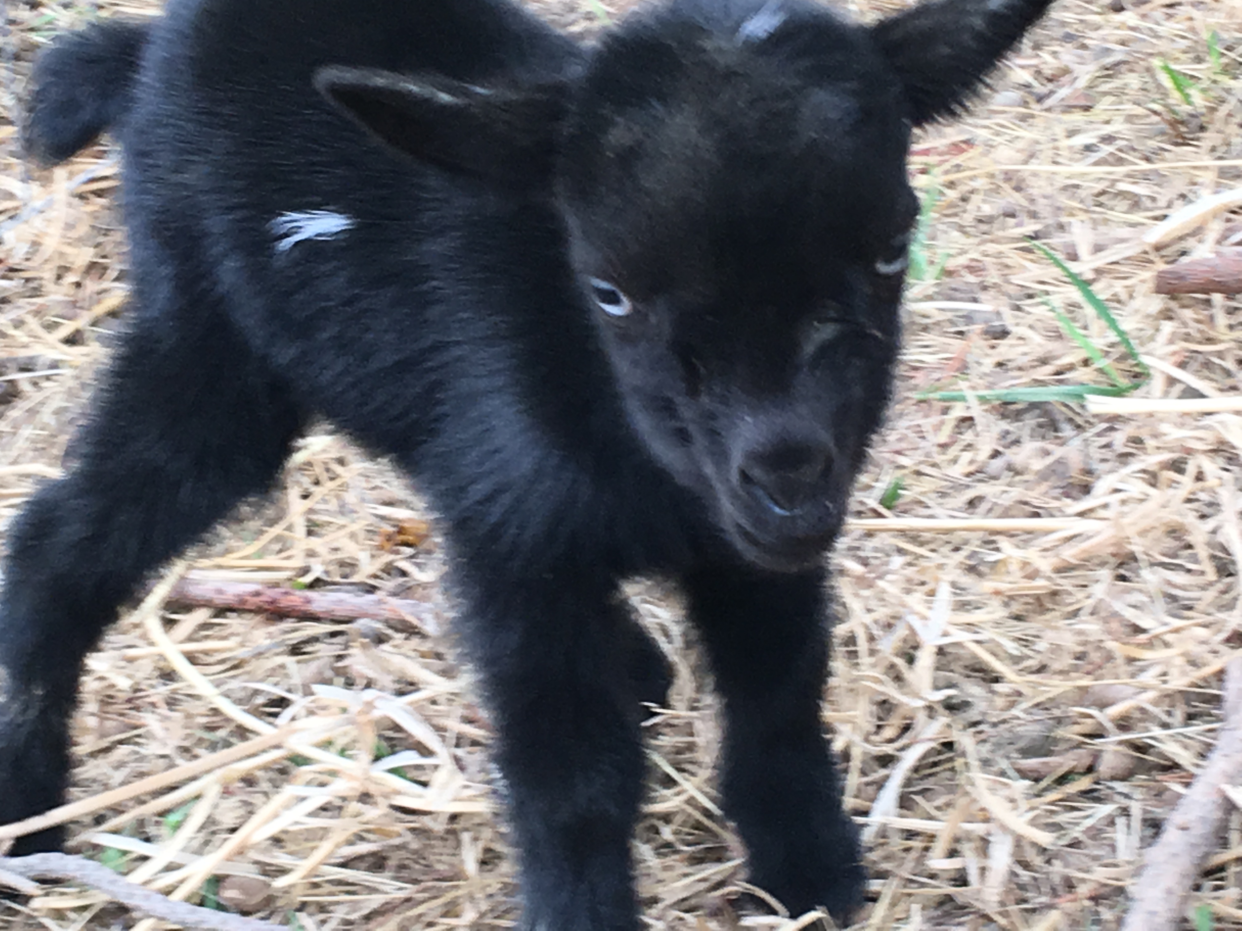 Gavella Obsidian Star | Gavella Goats