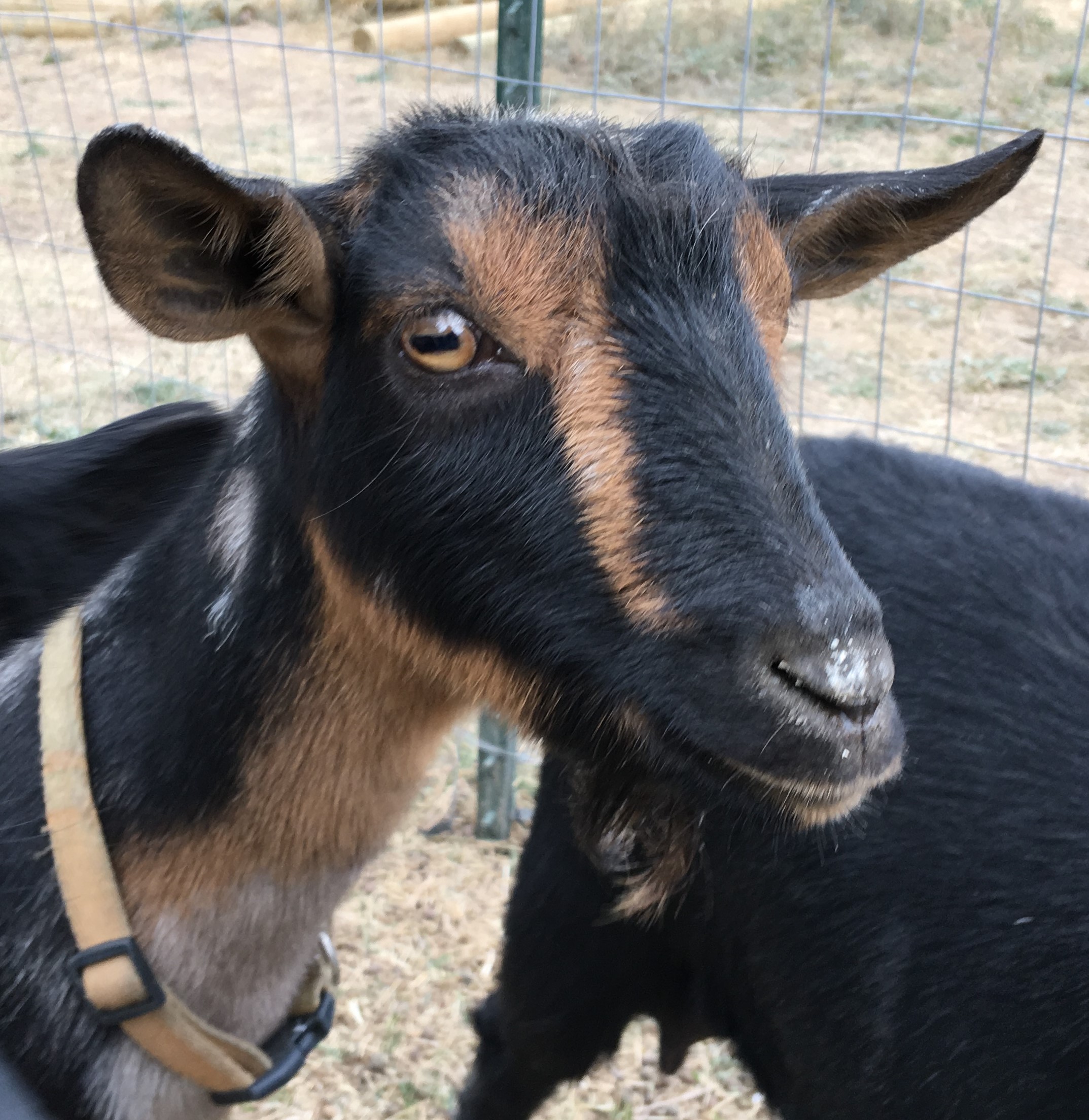 Shire Farm Mithril Moon Gavella Goats