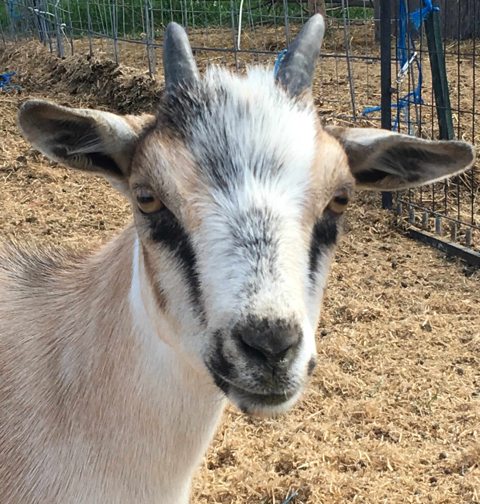 Gavella Lunabelle Gavella Goats