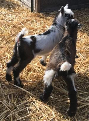 K8 and K9 - Unregistered Wethers
