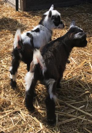 K8 and K9 - Unregistered Wethers
