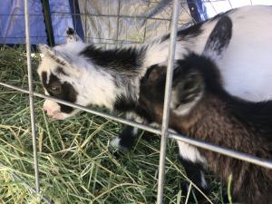 K8 and K9 - Unregistered Wethers
