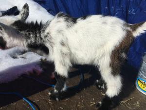K9 - Unregistered Wether