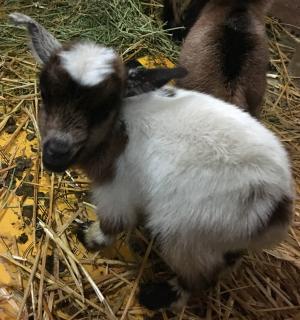 Buddy Jr.