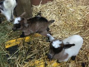 Buddy Jr. and Gavella Caprica