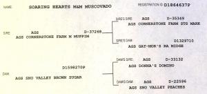 AGS Pedigree for Soaring Hearts M&M Muscovado