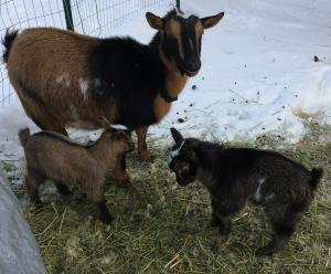 Dam Atreyu, Gavella Fantasia Haze and Gavella Empress Moon