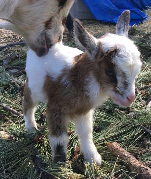 Mei Mei Doeling