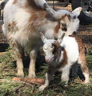 Mei Mei Doeling