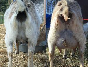 Gavella Lunabelle, change in udder from FF to Second